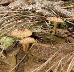 Tricholomopsis formosa