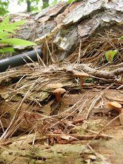 Tricholomopsis formosa