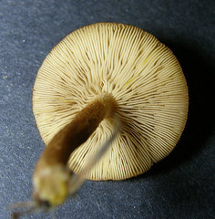 Tricholomopsis formosa