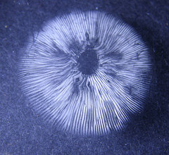 Tricholomopsis formosa