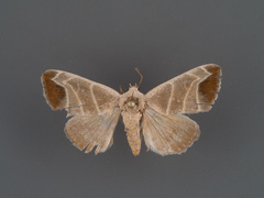 Bagisara praecelsa
