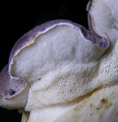 Tylopilus rubrobrunneus image
