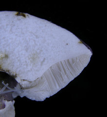 Tylopilus rubrobrunneus image
