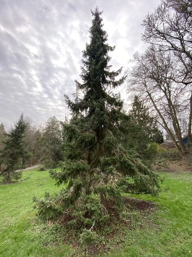 Serbian spruce