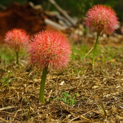 Scadoxus