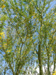 Parkinsonia