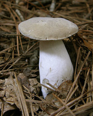 Boletus nobilis