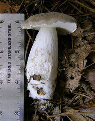 Boletus nobilis
