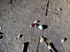 Terminalia microcarpa