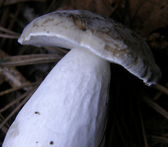 Boletus nobilis