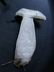 Boletus nobilis