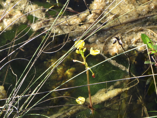 Utricularia foliosa image