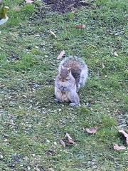 Sciurus carolinensis