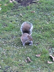 Sciurus carolinensis