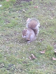 Sciurus carolinensis