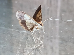 Peratophyga venetia