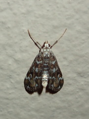 Hygraula