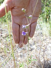 Delphinium hesperium