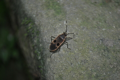 Physopelta cincticollis