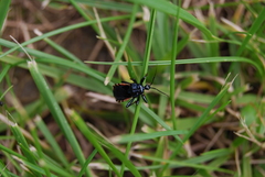 Ectrychotes andreae