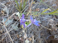 Delphinium hesperium