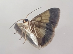 Peratophyga venetia