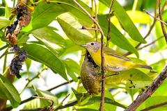 Leiothlypis ruficapilla