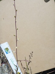 Streptanthus glandulosus secundus