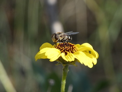 Copestylum apiciferum