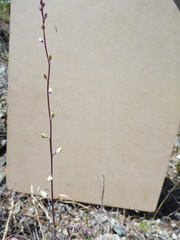 Streptanthus glandulosus secundus