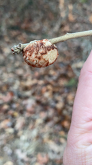 Striatoandricus aciculatus