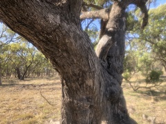 Eucalyptus largiflorens