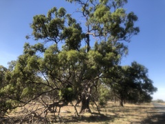Eucalyptus largiflorens