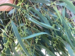 Eucalyptus largiflorens