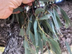Eucalyptus largiflorens