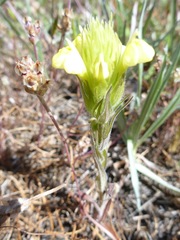 Castilleja rubicundula lithospermoides