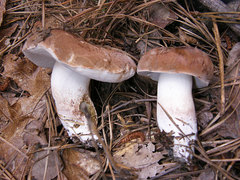 Tylopilus variobrunneus