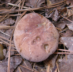 Tylopilus variobrunneus