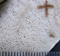 Tylopilus variobrunneus