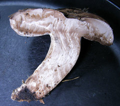 Tylopilus variobrunneus