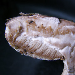 Tylopilus variobrunneus