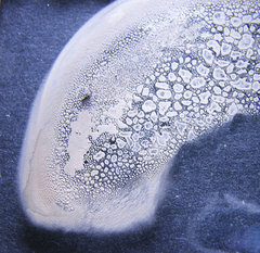 Tylopilus variobrunneus