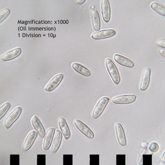 Tylopilus variobrunneus