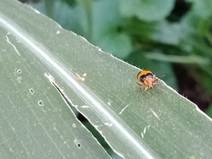 Aulacophora hilaris