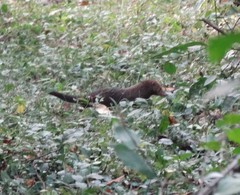 Crossarchus platycephalus