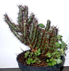 Euphorbia aeruginosa