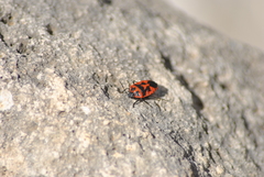 Eurydema spectabilis