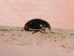 Hyperaspis dissoluta dissoluta