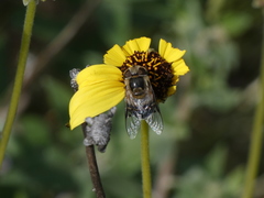 Copestylum apiciferum