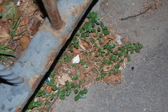 Amaranthus blitoides